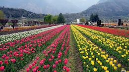 Kashmir's Tulip Garden Draws 3 Lakh Visitors This Season As Tourism Picks Up