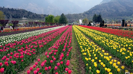 Kashmir's Tulip Garden Draws 3 Lakh Visitors This Season As Tourism Picks Up