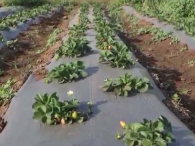Madhya Pradesh Farmers Grow Strawberries Amid Summer Heat