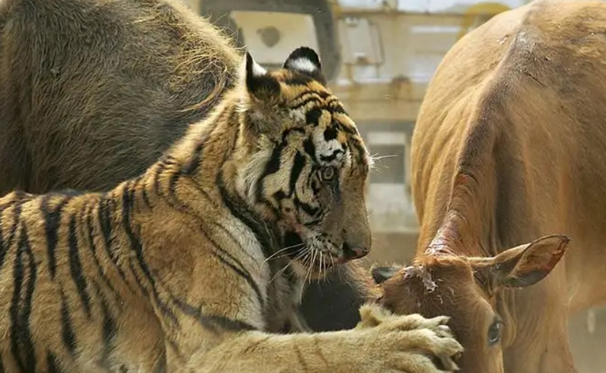 VIDEO: मौत बनकर बछिया पर टूट पड़ा खूंखार बाघ, बच्चे को बचाने के लिए भिड़ गई गाय