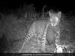 Forest Officer Shares Heartwarming Video Of Mother Leopard Reuniting With Lost Cub Forest Officer Shares Heartwarming Video Of Mother Leopard Reuniting With Lost Cub