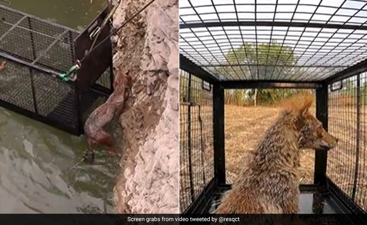 Watch: Scared Jackal Rescued After It Falls Into Well In Maharashtra's Satara