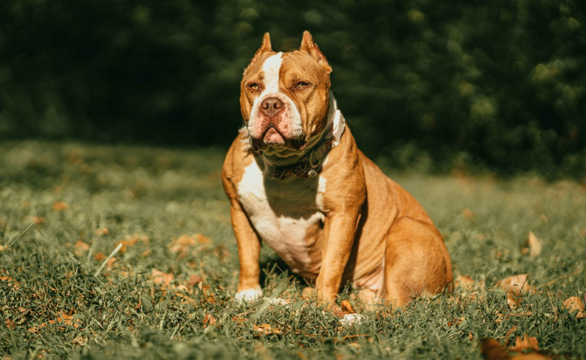 American Bully Dog Bites Delhi Teen, Police Case Filed
