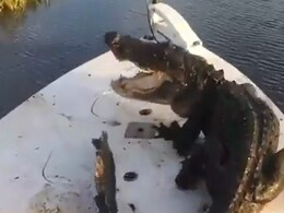 VIDEO: अचानक बोट पर चढ़ा खतरनाक Alligator, फिर शख्स के साथ किए दो-दो हाथ! VIDEO: अचानक बोट पर चढ़ा खतरनाक Alligator, फिर शख्स के साथ किए दो-दो हाथ!