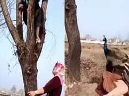 Video: मोरनी के अंडे चुराने पेड़ पर चढ़ी थी महिला, तभी अचानक मोर ने किया ऐसा हमला, चारों खाने हो गई चित्त Video: मोरनी के अंडे चुराने पेड़ पर चढ़ी थी महिला, तभी अचानक मोर ने किया ऐसा हमला, चारों खाने हो गई चित्त