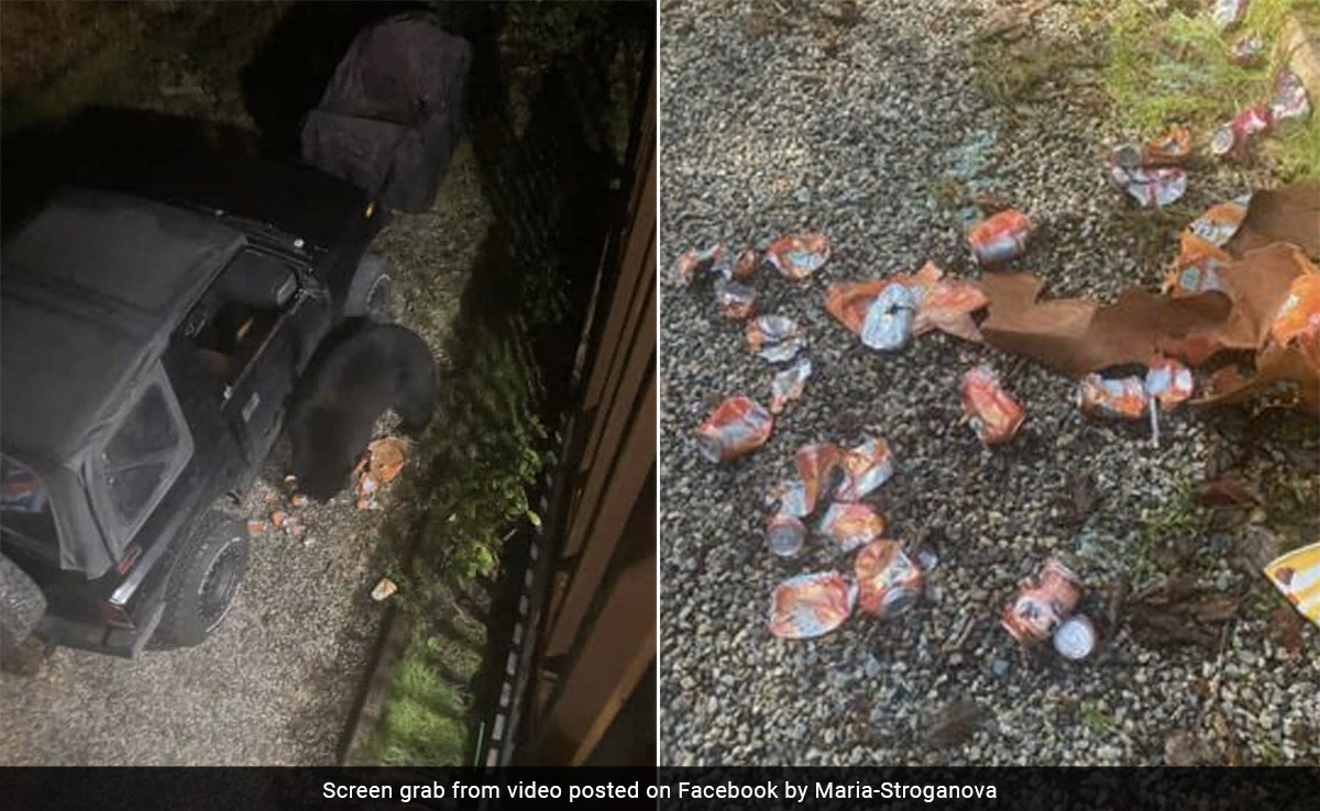 In Canada, A Bear Breaks Into A Car And Guzzles 69 Cans Of Soda
