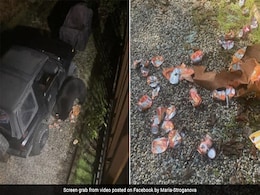 In Canada, A Bear Breaks Into A Car And Guzzles 69 Cans Of Soda In Canada, A Bear Breaks Into A Car And Guzzles 69 Cans Of Soda