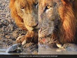 नदी में पानी पी रहे शेर के पीछे पड़ा कछुआ, हड़बड़ा गया शेर, फिर जो हुआ, कभी सोच ही नहीं सकते नदी में पानी पी रहे शेर के पीछे पड़ा कछुआ, हड़बड़ा गया शेर, फिर जो हुआ, कभी सोच ही नहीं सकते