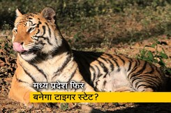 मध्य प्रदेश को क्यों कहा जाता है टाइगर स्टेट? जानिए यहां कितनी है बाघों की संख्या मध्य प्रदेश को क्यों कहा जाता है टाइगर स्टेट? जानिए यहां कितनी है बाघों की संख्या