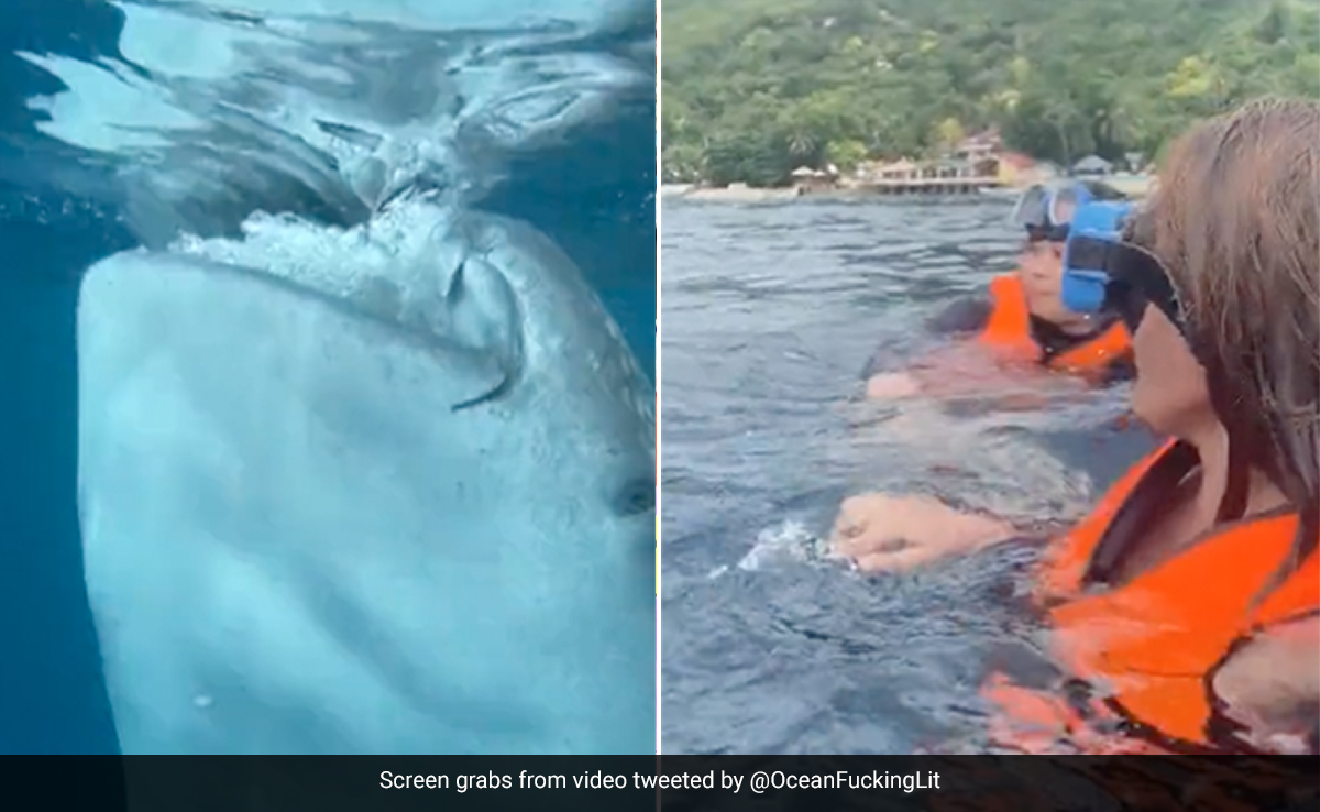 महिला गोताखोरों को समुद्र में दिखी विशाल व्हेल शार्क, करीब आते ही जबड़ा खोलकर किया कुछ ऐसा, डर जाएंगे आप