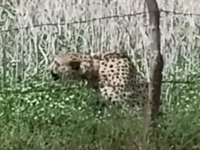 Cheetah From Madhya Pradesh National Park Strays Into Nearby Village