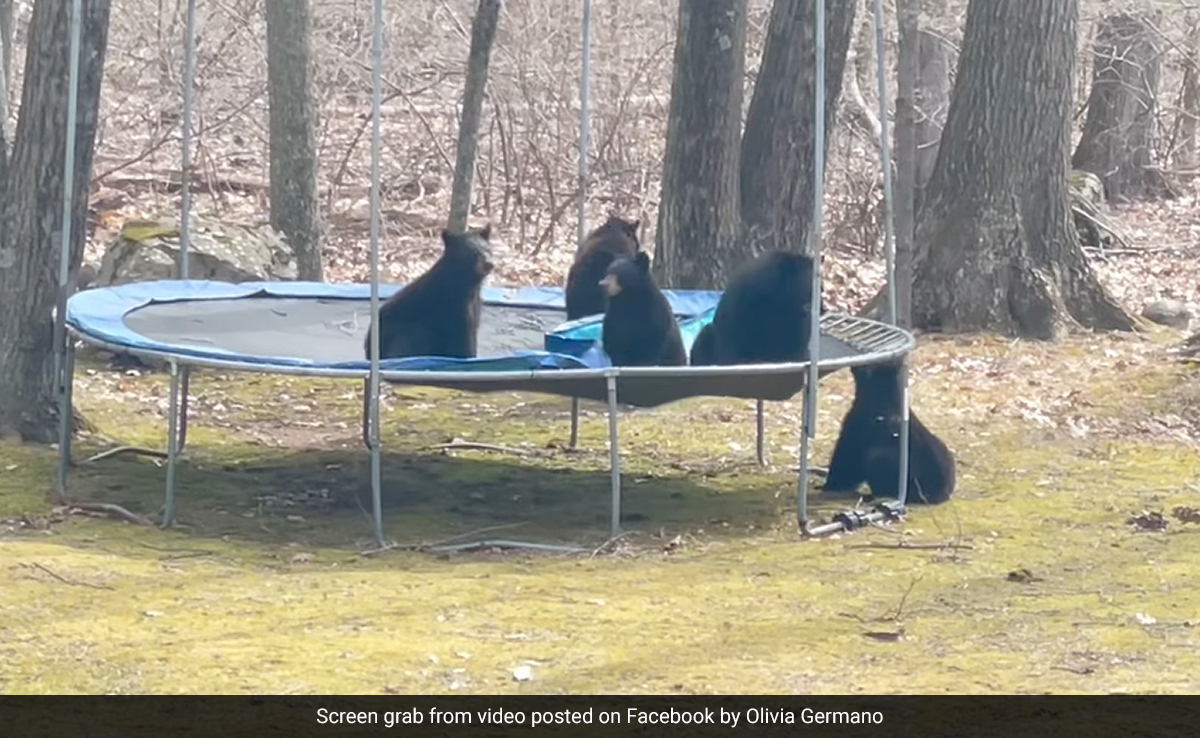 Watch: Family Of Bears In The US Jumps On A Trampoline