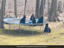 Watch: Family Of Bears In The US Jumps On A Trampoline Watch: Family Of Bears In The US Jumps On A Trampoline