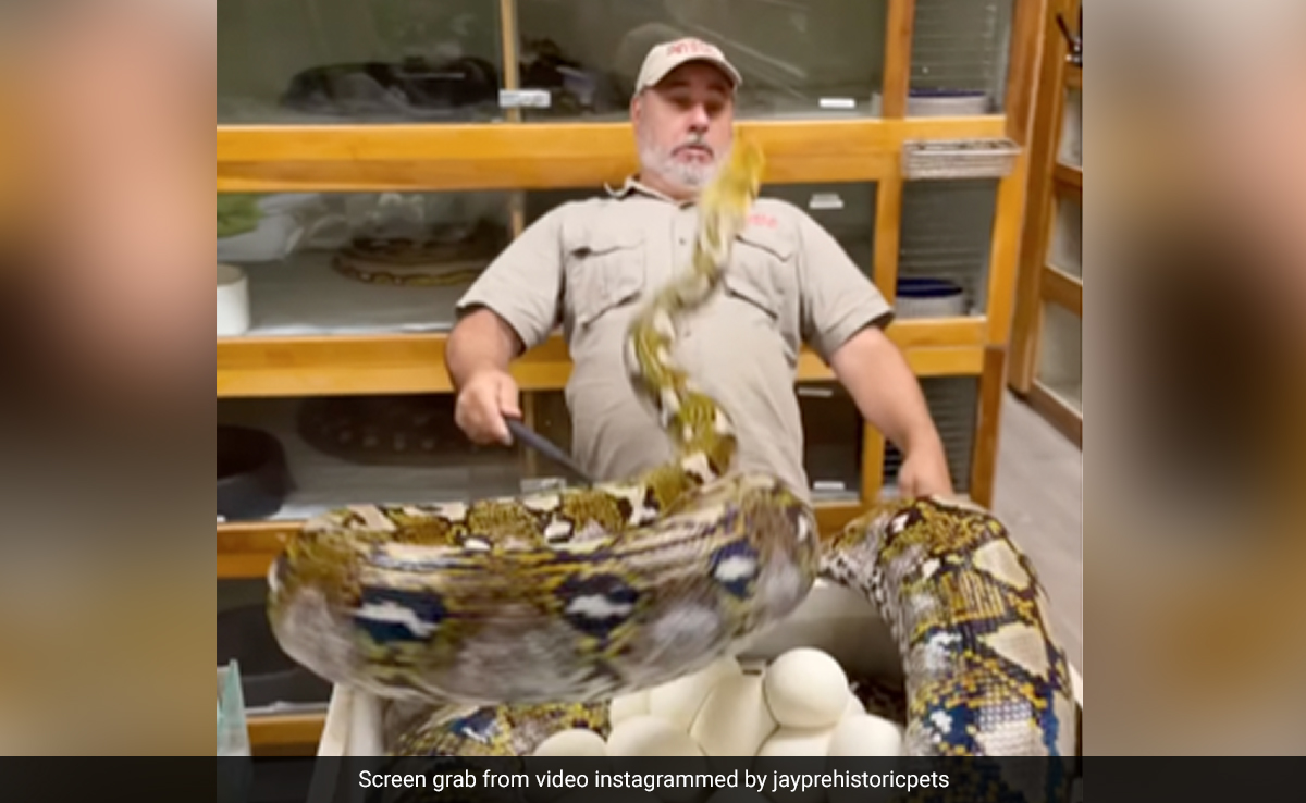 अजगर के अंडों की रखवाली कर रहा था शख्स, अचानक उछला Python, जबड़ा खोलकर शख्स के चेहरे पर किया अटैक और फिर... अजगर के अंडों की रखवाली कर रहा था शख्स, अचानक उछला Python, जबड़ा खोलकर शख्स के चेहरे पर किया अटैक और फिर...