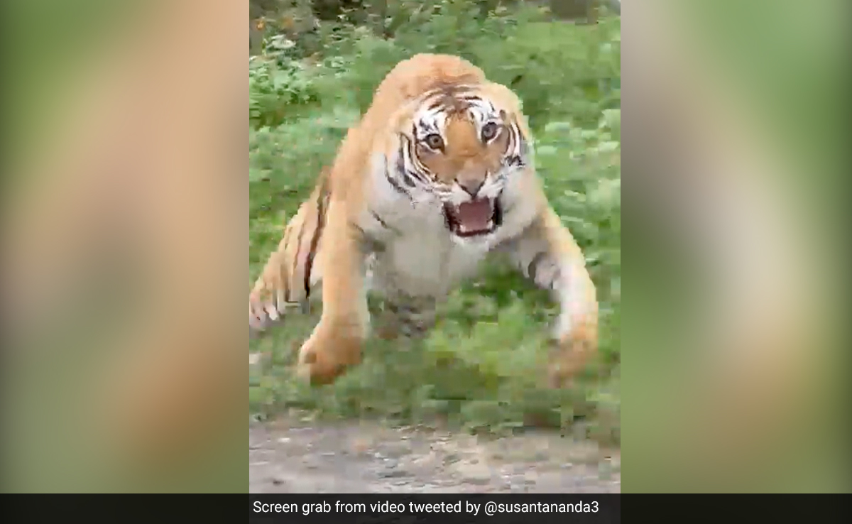 Watch: Angry Tiger Threatens Tourists Who Went On A Safari Ride