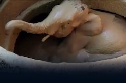 Elephant, Stuck In 15-Foot-Deep Well, Rescued In Kerala Elephant, Stuck In 15-Foot-Deep Well, Rescued In Kerala