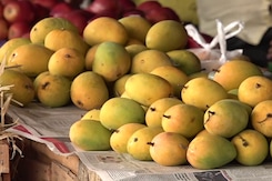 महाराष्ट्र: अलग-अलग इलाके के आमों को जीआई टैग देने के लिए आवेदन महाराष्ट्र: अलग-अलग इलाके के आमों को जीआई टैग देने के लिए आवेदन