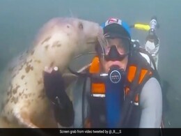 समुद्र की गहराई में गोताखोर के साथ खेलती दिखी सील, बच्चों की तरह करने लगी हरकतें, देखकर आप भी कहेंगे So Cute समुद्र की गहराई में गोताखोर के साथ खेलती दिखी सील, बच्चों की तरह करने लगी हरकतें, देखकर आप भी कहेंगे So Cute