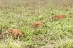 Corbett Tiger Reserve's Revenue Exceeds Rs 13 Crore Corbett Tiger Reserve's Revenue Exceeds Rs 13 Crore