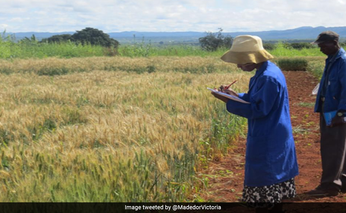 हिमाचल के किसान अनिश्चित मौसम की चुका रहे हैं कीमत, 100 करोड़ रुपये की फसल का हुआ नुकसान