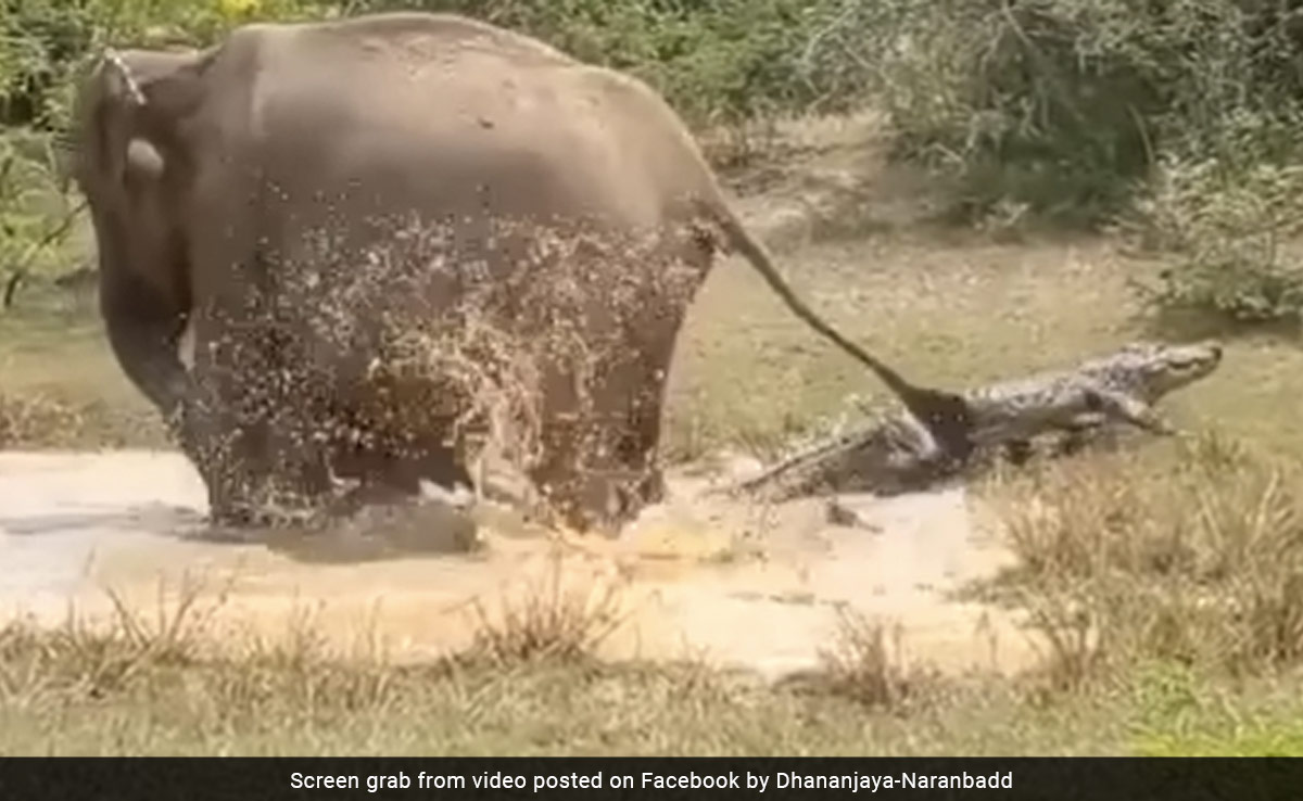 Mother Elephant Fights Off Crocodile To Save Calf, Forest Officer Shares Incredible Video