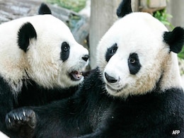 Thailand Mourns Death Of 21-Year-Old Panda On Loan From China Thailand Mourns Death Of 21-Year-Old Panda On Loan From China