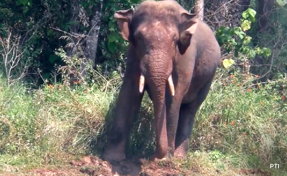 Kerala Government Seeks National Consensus On Law To Deal With Human-Animal Conflict