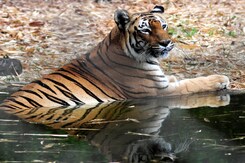 Rajasthan's Sariska Is India's First Success Story In Tiger Relocation Rajasthan's Sariska Is India's First Success Story In Tiger Relocation