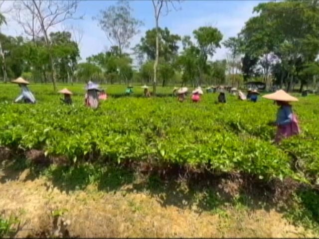 NDTV Ground Report: Assam's Famous 'Kadak Chai' Faces Brunt Of Climate Change
