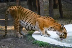 PM To Release Tiger Numbers, Mark 50 Years Of 'Project Tiger' In Mysuru Today PM To Release Tiger Numbers, Mark 50 Years Of 'Project Tiger' In Mysuru Today