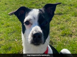Woman Watches In Horror As Beloved Pet Killed By 'Pitbull-Like' Dog Outside Home Woman Watches In Horror As Beloved Pet Killed By 'Pitbull-Like' Dog Outside Home