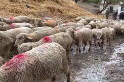 Jammu And Kashmir Eyes Russian 'Romanov' Sheep Breed Jammu And Kashmir Eyes Russian 'Romanov' Sheep Breed