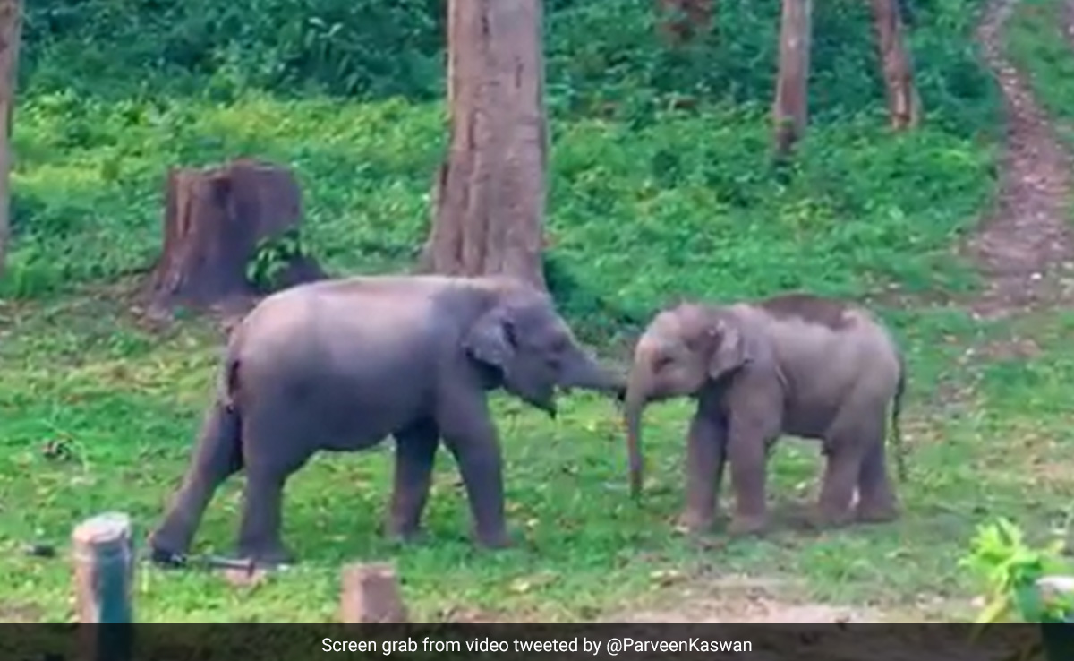 Forest Officer Shares Video Of Baby Elephants' Playful Fight, Internet In Awe
