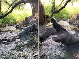 पानी के शैतान ने Zoo कीपर पर बोला हमला, कमजोर दिल वाले न देखें Video पानी के शैतान ने Zoo कीपर पर बोला हमला, कमजोर दिल वाले न देखें Video