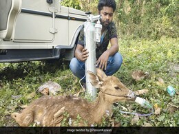 Bureaucrat Shares Pic Of Man Helping Deer Breathe With Oxygen Cylinder, Internet Reacts Bureaucrat Shares Pic Of Man Helping Deer Breathe With Oxygen Cylinder, Internet Reacts