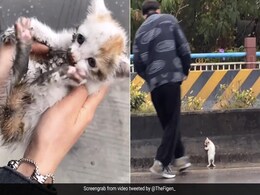 बिजी हाइवे पर फंसा था बिल्ली का बच्चा, बचाने के लिए शख्स ने जो किया, लोग बोले- ऐसे इंसान अब दुर्लभ हैं... बिजी हाइवे पर फंसा था बिल्ली का बच्चा, बचाने के लिए शख्स ने जो किया, लोग बोले- ऐसे इंसान अब दुर्लभ हैं...