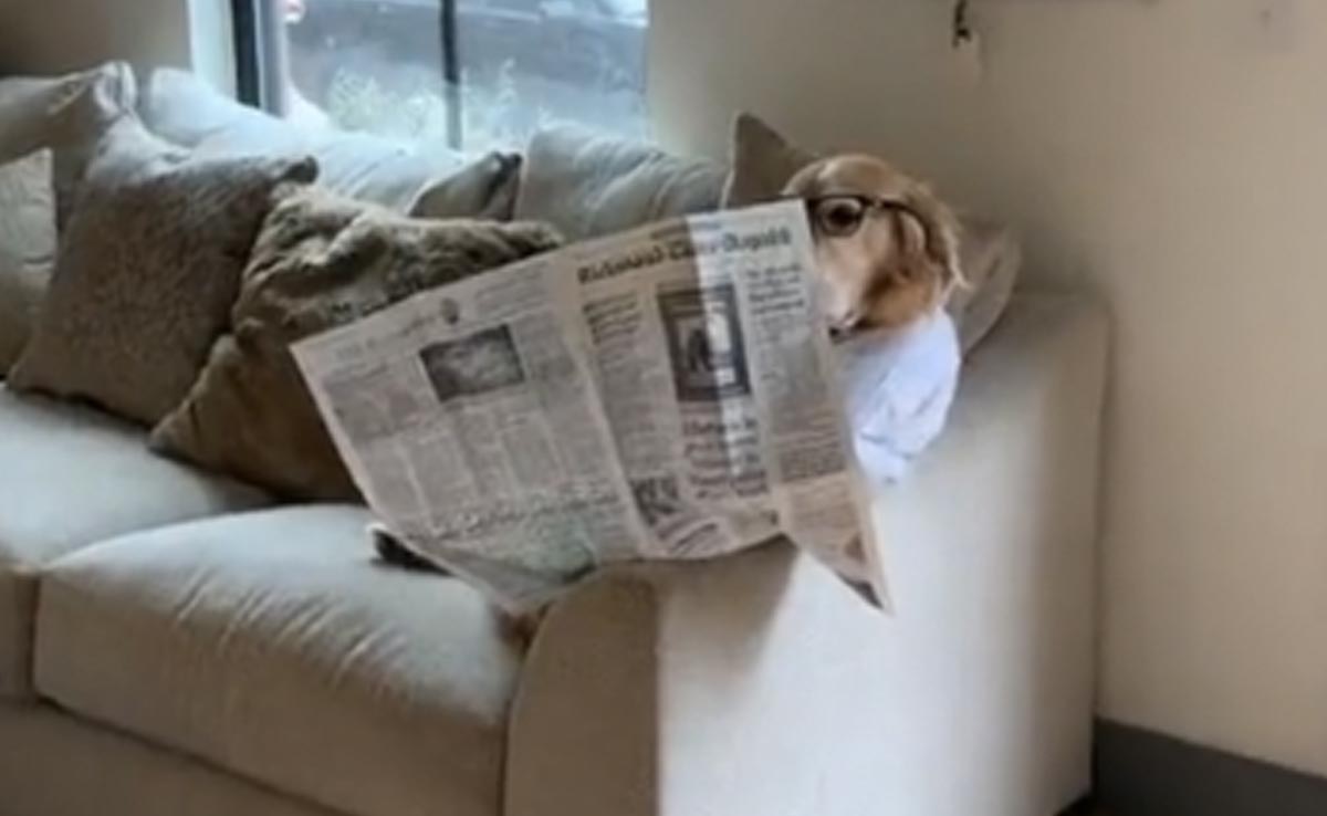 अख़बार पढ़ रहे इस डॉग का वीडियो वायरल हो रहा है, यूज़र्स बोले- पूरी दुनिया की ख़बर लेता है
