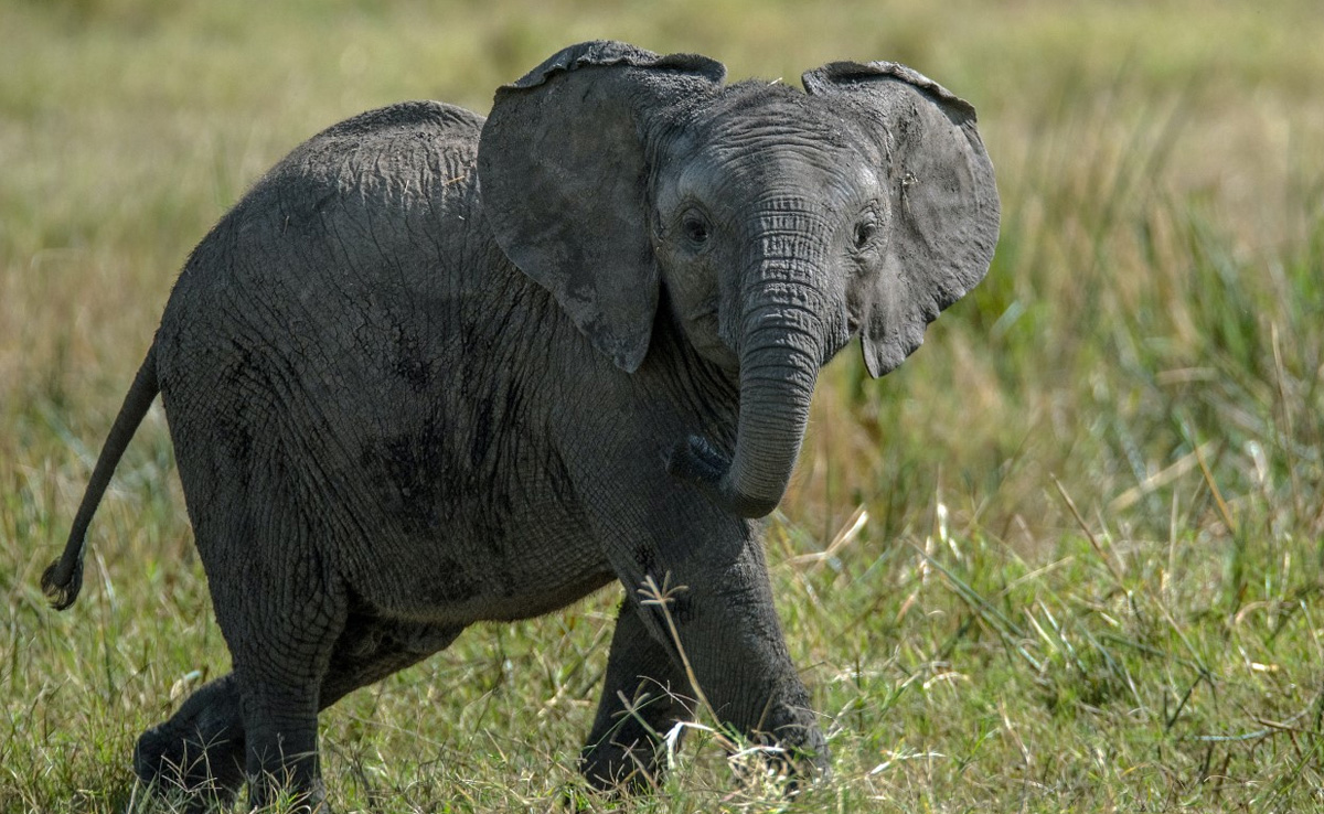 Elephant Calf Killed By Tiger In Madhya Pradesh's Bandhavgarh Reserve