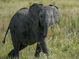 Elephant Calf Killed By Tiger In Madhya Pradesh's Bandhavgarh Reserve Elephant Calf Killed By Tiger In Madhya Pradesh's Bandhavgarh Reserve