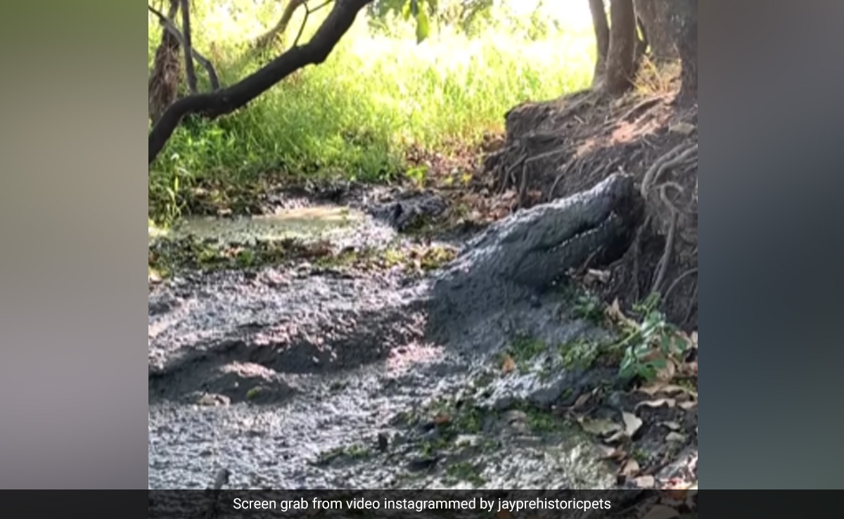 कीचड़ से भरे दलदल में छिपा बैठा था मगरमच्छ, जैसे ही पास गया शख्स, निकलकर झपटा जानवर और फिर जो हुआ...