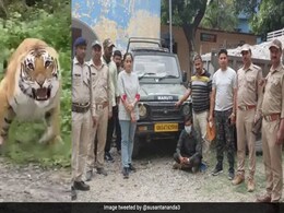 Gypsy Driver Arrested After Video Of Tiger Charging At Tourists Goes Viral Gypsy Driver Arrested After Video Of Tiger Charging At Tourists Goes Viral