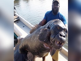 मछली है या गोरिल्ला? धड़ल्ले से वायरल हो रही है इस अजीबोगरीब Fish की तस्वीर, यूजर्स का ठनका माथा! मछली है या गोरिल्ला? धड़ल्ले से वायरल हो रही है इस अजीबोगरीब Fish की तस्वीर, यूजर्स का ठनका माथा!