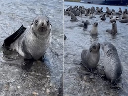 'अरे बाप रे', इतनी सारी बेबी Seals, Video में कैद हुआ खूबसूरत नजारा 'अरे बाप रे', इतनी सारी बेबी Seals, Video में कैद हुआ खूबसूरत नजारा