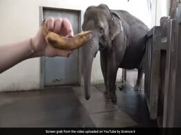 Watch: Smart Elephant Peels Banana Before Eating, Just Like Humans Watch: Smart Elephant Peels Banana Before Eating, Just Like Humans