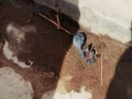 नाले में मिली 'एलियन' के बच्चे की लाश देखते ही देखते हो गई गायब! तस्वीर हुई Viral नाले में मिली 'एलियन' के बच्चे की लाश देखते ही देखते हो गई गायब! तस्वीर हुई Viral