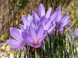 Gardening tips : इन प्लांटिंग टिप्स को अपनाकर घर की गार्डेन में उगा सकती हैं केसर Gardening tips : इन प्लांटिंग टिप्स को अपनाकर घर की गार्डेन में उगा सकती हैं केसर