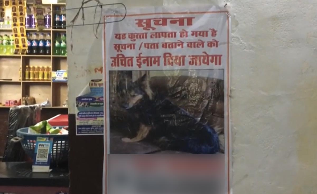 IAS अफसर के पालतू कुत्ते की तलाश में जुटा प्रशासनिक अमला, लगाए पोस्टर, इनाम भी रखा
