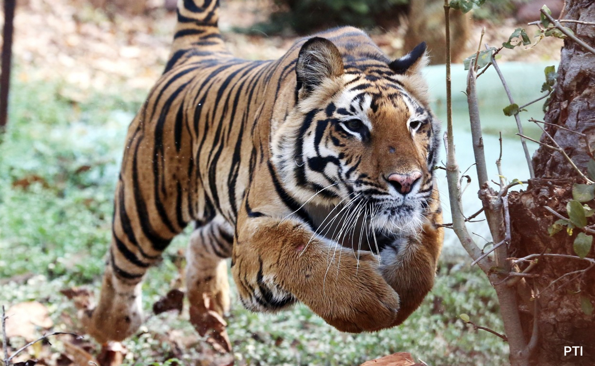 Elderly Woman Seriously Injured After Tiger Attack In Madhya Pradesh's Bandhavgarh Tiger Reserve