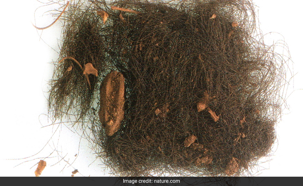 Spaniards Were Consuming Drugs 3,000 Years Ago, Study Finds