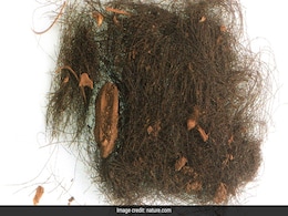 Spaniards Were Consuming Drugs 3,000 Years Ago, Study Finds Spaniards Were Consuming Drugs 3,000 Years Ago, Study Finds